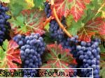 Fructe si mixatii de fructe - Ciorchini de struguri - .::.My FoRuM.::.
