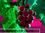 Fructe si mixatii de fructe - Daya_Kaulitz_Toma - .::.My FoRuM.::.