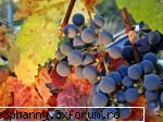 Fructe si mixatii de fructe - Struguri numai buni de cules - .::.My FoRuM.::.