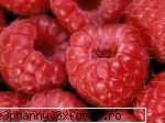 Fructe si mixatii de fructe - Zmeura delicioasa - .::.My FoRuM.::.
