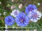 Poze cu flori...:D - st3phanny - .::.My FoRuM.::.
