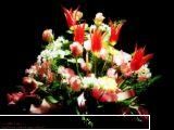 Poze cu flori...:D - st3phanny - .::.My FoRuM.::.