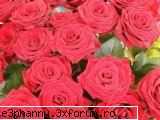 Poze cu flori...:D - trandafiri rosiii - .::.My FoRuM.::.