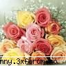 Poze cu flori...:D - st3phanny - .::.My FoRuM.::.