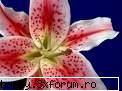 Poze cu flori...:D - un crin imperial - .::.My FoRuM.::.