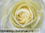 Poze cu flori...:D - Daya_Kaulitz_Toma - .::.My FoRuM.::.
