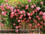 Poze cu flori...:D - Clanul trandafirilor - .::.My FoRuM.::.