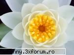 Poze cu flori...:D - Crin alb in detaliu - .::.My FoRuM.::.