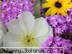 Poze cu flori...:D - Culori minunate - .::.My FoRuM.::.