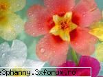 Poze cu flori...:D - Curcubeu floral - .::.My FoRuM.::.