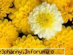 Poze cu flori...:D - Daya_Kaulitz_Toma - .::.My FoRuM.::.
