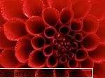 Poze cu flori...:D - Daya_Kaulitz_Toma - .::.My FoRuM.::.