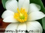 Poze cu flori...:D - Delicatete florala - .::.My FoRuM.::.