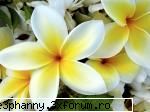 Poze cu flori...:D - Din lumea tropicelor - .::.My FoRuM.::.