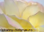 Poze cu flori...:D - Fragilitate si frumusete - .::.My FoRuM.::.