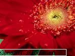 Poze cu flori...:D - Daya_Kaulitz_Toma - .::.My FoRuM.::.