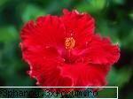 Poze cu flori...:D - Daya_Kaulitz_Toma - .::.My FoRuM.::.
