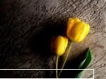 Poze cu flori...:D - Daya_Kaulitz_Toma - .::.My FoRuM.::.