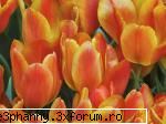 Poze cu flori...:D - Lalele galben-rosiatice - .::.My FoRuM.::.