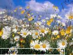 Poze cu flori...:D - Margarete la orizont - .::.My FoRuM.::.