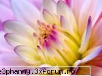 Poze cu flori...:D - Nuante de culoare - .::.My FoRuM.::.