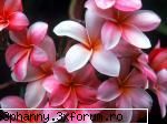 Poze cu flori...:D - Daya_Kaulitz_Toma - .::.My FoRuM.::.