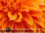 Poze cu flori...:D - O albinuta pe o dalie portocalie - .::.My FoRuM.::.