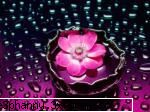 Poze cu flori...:D - O floare plutitoare - .::.My FoRuM.::.