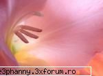 Poze cu flori...:D - O gladiola superba - .::.My FoRuM.::.
