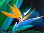Poze cu flori...:D - Pasarea paradisului-Hawaii - .::.My FoRuM.::.