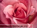 Poze cu flori...:D - Petale rozde trandafir - .::.My FoRuM.::.