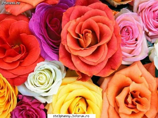 Poze cu flori...:D - Petale si culori - .::.My FoRuM.::.
