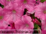Poze cu flori...:D - Daya_Kaulitz_Toma - .::.My FoRuM.::.