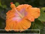 Poze cu flori...:D - Picaturi de roua - .::.My FoRuM.::.