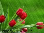 Poze cu flori...:D - Ploaie de aprilie - .::.My FoRuM.::.
