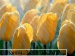 Poze cu flori...:D - Ploaie de primavara - .::.My FoRuM.::.