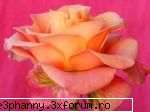 Poze cu flori...:D - Daya_Kaulitz_Toma - .::.My FoRuM.::.