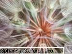 Poze cu flori...:D - Daya_Kaulitz_Toma - .::.My FoRuM.::.