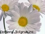 Poze cu flori...:D - Puritate si prospetime - .::.My FoRuM.::.