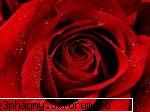 Poze cu flori...:D - Daya_Kaulitz_Toma - .::.My FoRuM.::.