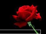 Poze cu flori...:D - Daya_Kaulitz_Toma - .::.My FoRuM.::.