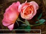 Poze cu flori...:D - Daya_Kaulitz_Toma - .::.My FoRuM.::.