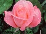 Poze cu flori...:D - Daya_Kaulitz_Toma - .::.My FoRuM.::.
