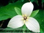 Poze cu flori...:D - Simplitate desavarsita - .::.My FoRuM.::.
