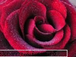 Poze cu flori...:D - Sooper trandafir - .::.My FoRuM.::.