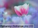 Poze cu flori...:D - Splendoare primavaratica - .::.My FoRuM.::.