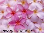 Poze cu flori...:D - Daya_Kaulitz_Toma - .::.My FoRuM.::.