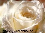 Poze cu flori...:D - Straturi de petale - .::.My FoRuM.::.