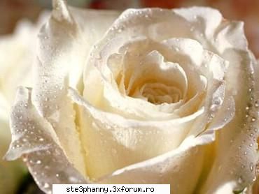 Poze cu flori...:D - poza mea preferata cu trandafir alb :) - .::.My FoRuM.::.