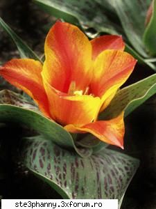 Poze cu flori...:D - nush ce floare e - .::.My FoRuM.::.